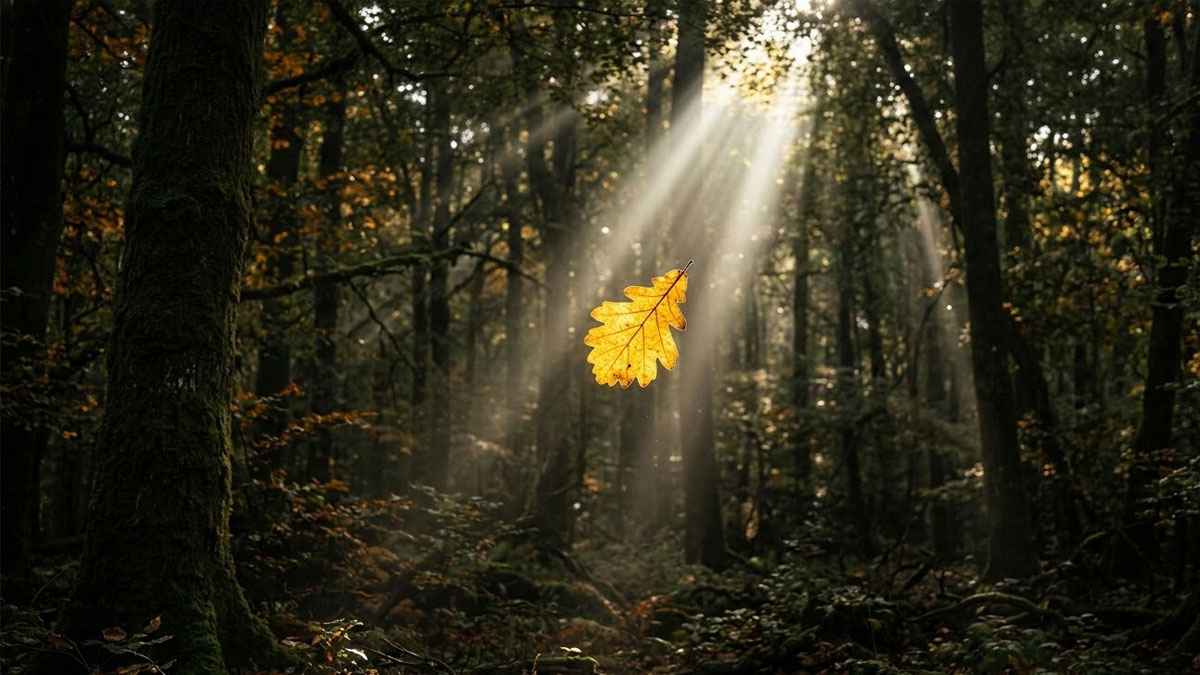 একটি ঝরা পাতার খবরও যিনি রাখেন