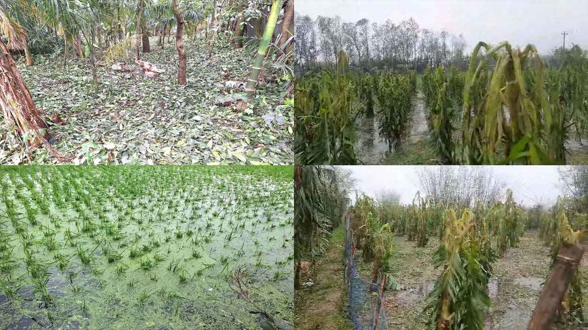 নীলফামারীতে শিলা বৃষ্টিতে ফসলের ব্যাপক ক্ষতি, দিশেহারা কৃষক