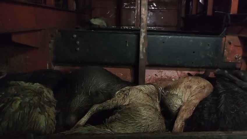 বাসের বক্সে ৪৭টি ছাগলের মৃত্যু, জরিমানা দিল সুপারভাইজার-ছাগল ব্যাপারী