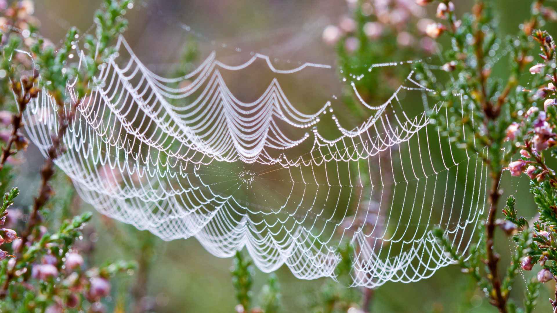 মাকড়সার উৎপাতের কারণ যখন শখের গাছ