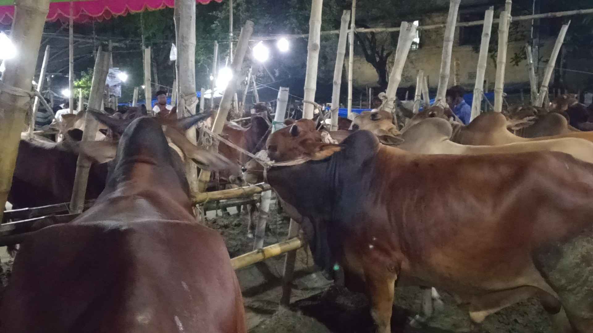 বড় গরুর চাহিদা কম, দুশ্চিন্তায় ব্যাপারীরা