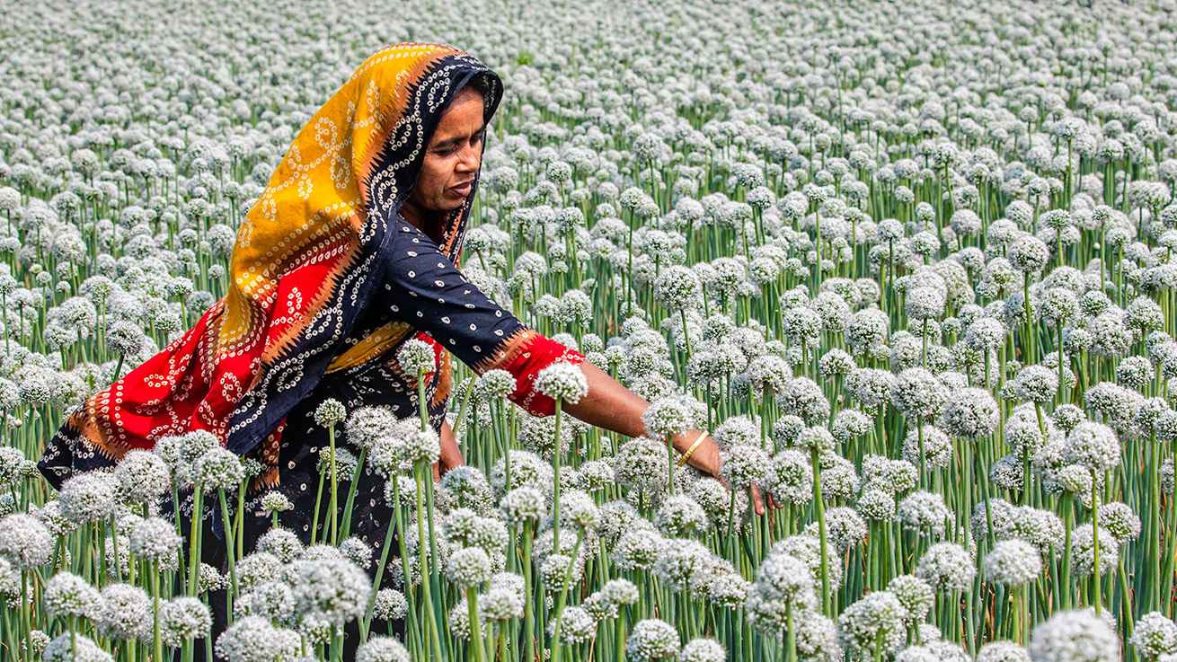 জ্যৈষ্ঠ মাসে মাঠের ফসল রক্ষায় কৃষিবিদদের বিশেষ পরামর্শ