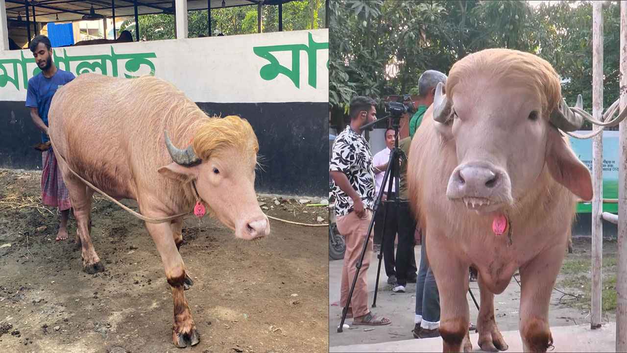 বাংলাদেশের ‘ট্রাম্প’কে নিয়ে ‘আসল ট্রাম্প’কে ইরানের খোঁচা