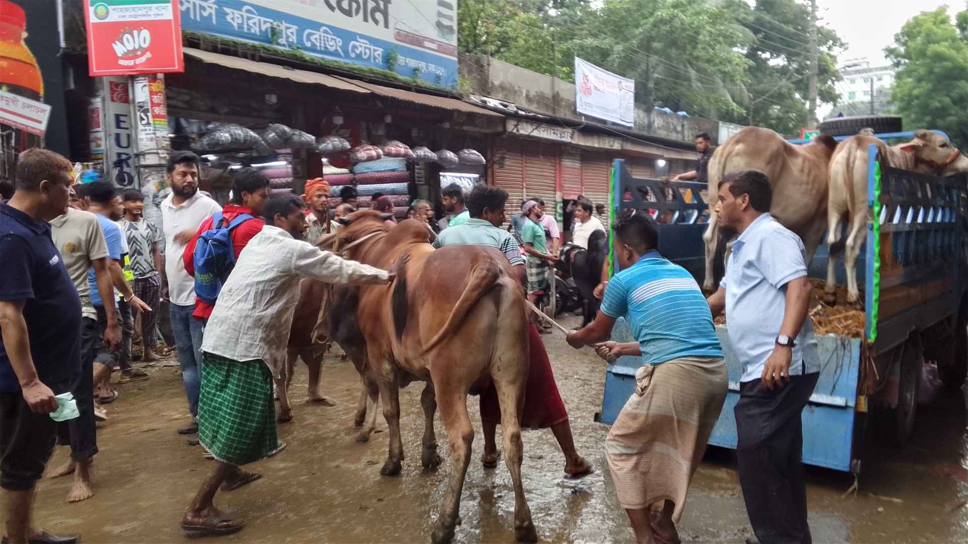 হাট থেকে গরু নিতে ক্রেতাদের ভোগান্তি, সুযোগ নিচ্ছেন মৌসুমী শ্রমিকরা