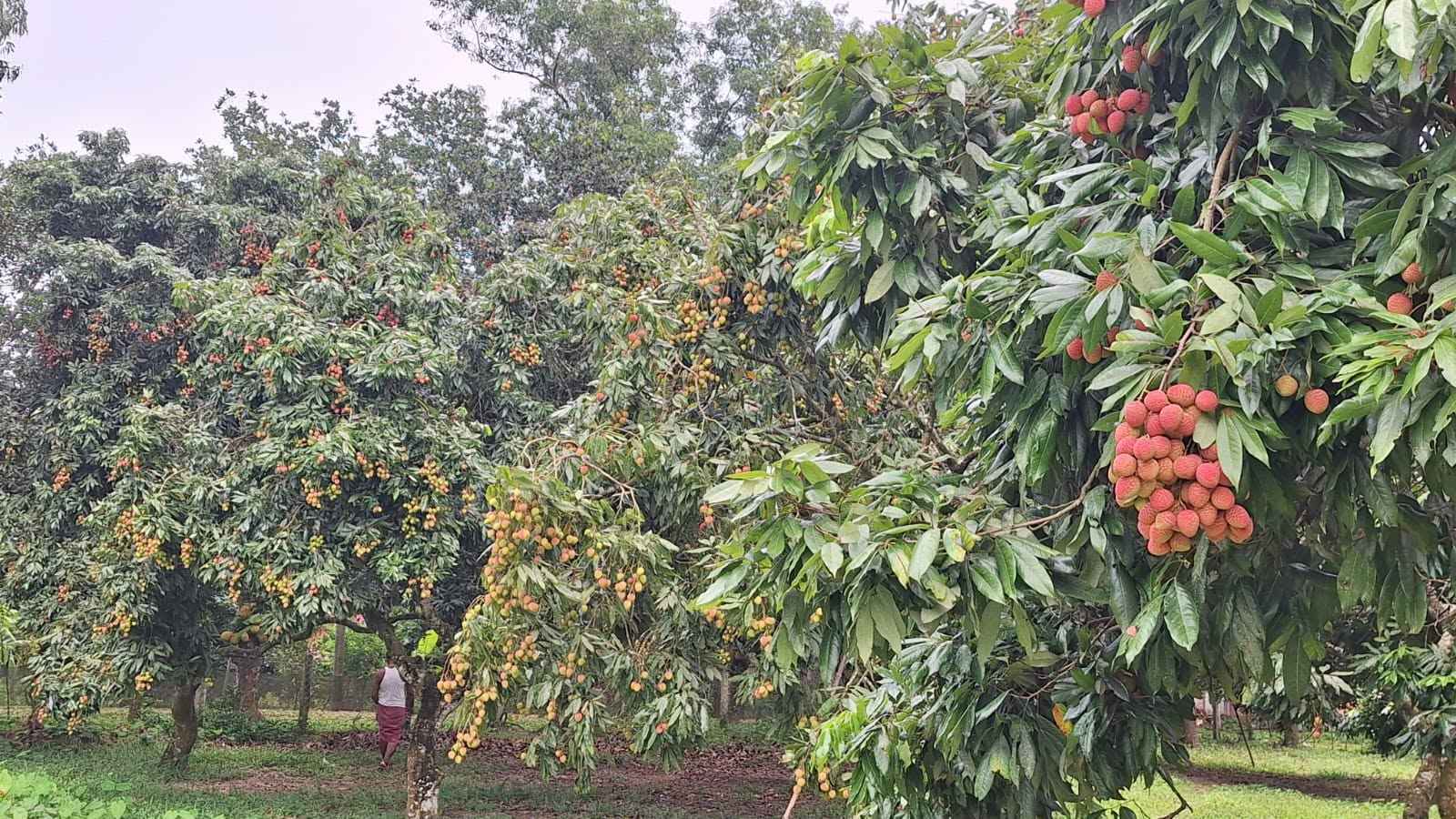 ফলন ভালো হওয়ায় ব্রাহ্মণবাড়িয়ার লিচু চাষিদের মুখে তৃপ্তির হাসি