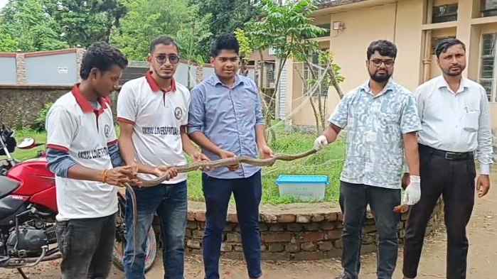 পটুয়াখালীতে ৬ ফুট দৈর্ঘ্যের দাঁড়াশ ও কালনাগিনী সাপ উদ্ধার