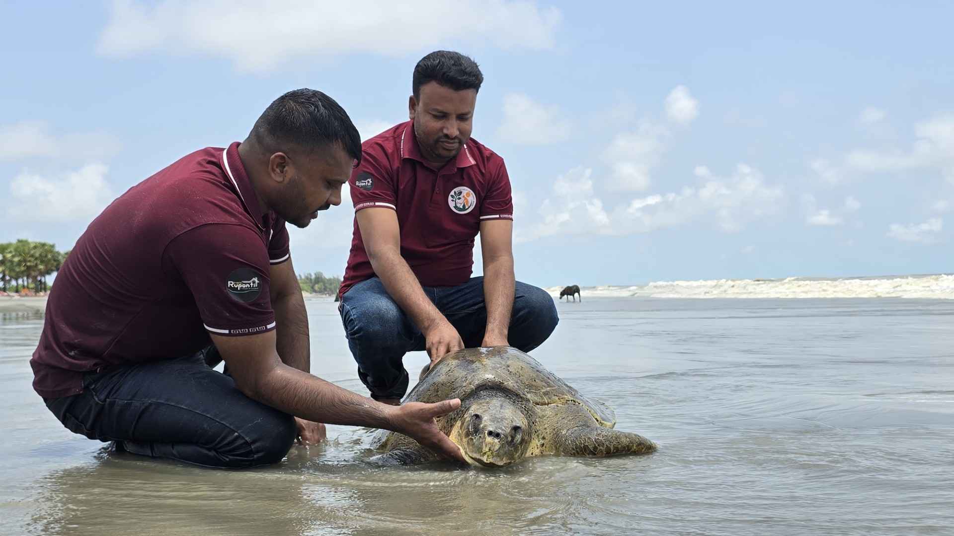 কুয়াকাটা সৈকতে অলিভ রিডলি কচ্ছপ উদ্ধার, বাড়ছে সামুদ্রিক প্রাণীর মৃত্যু