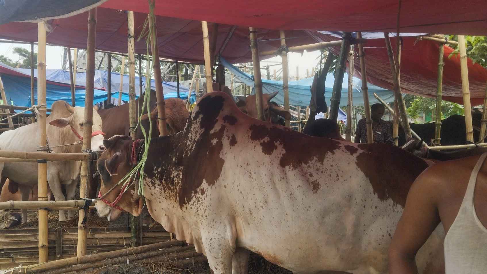 জমে উঠেছে সারুলিয়া হাট, ছোট–মাঝারি গরুতেই আগ্রহ বেশি