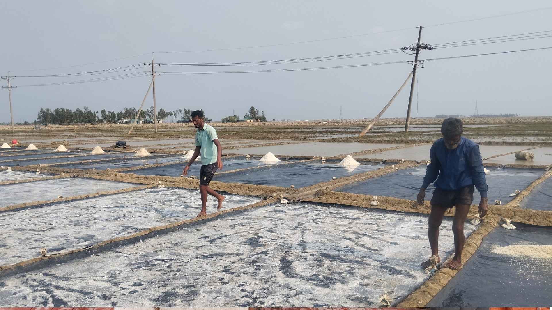 লোকসানে মুখ ফেরাচ্ছেন লবণ চাষিরা, মাঝপথে আটকে যাচ্ছে ন্যায্য মূল্য