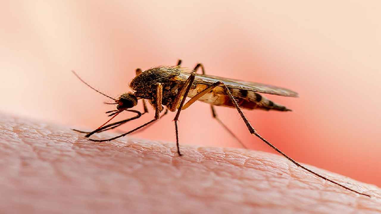ফের বাড়ছে ম্যালেরিয়া রোগী, সতর্কতার তাগিদ