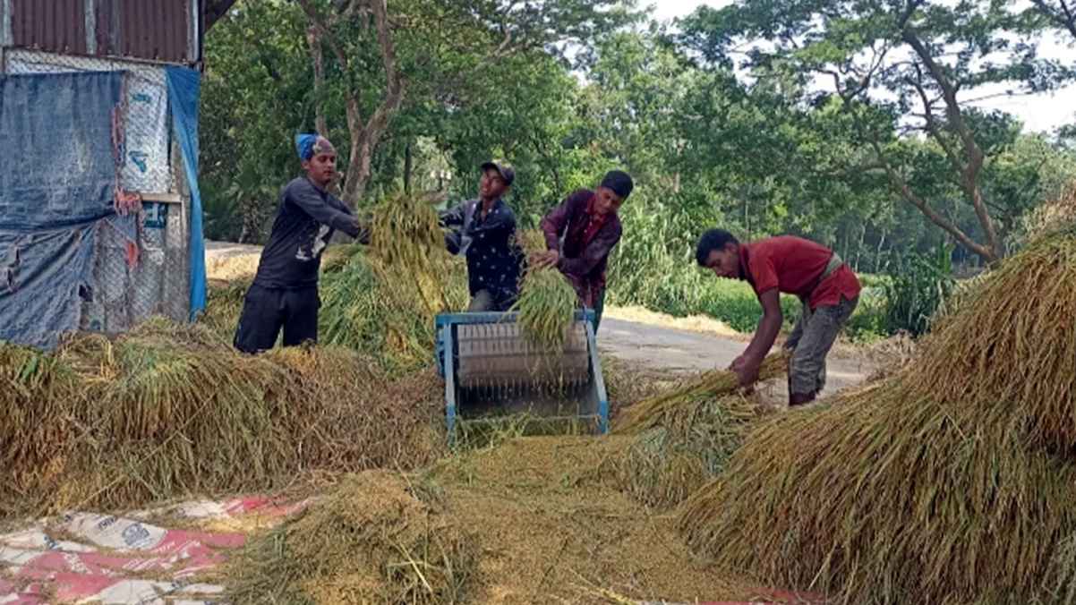 যশোরে ধানের বাম্পার ফলন হলেও ত্রিমুখী সংকটে হাসি নেই কৃষকের