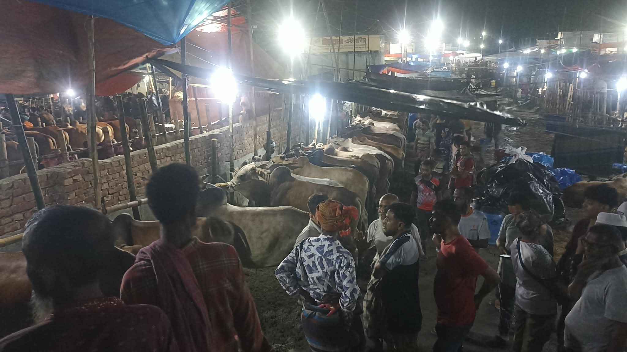 জমে উঠেছে বিক্রি, ট্রাকে ট্রাকে গাবতলী হাটে ঢুকছে গরু