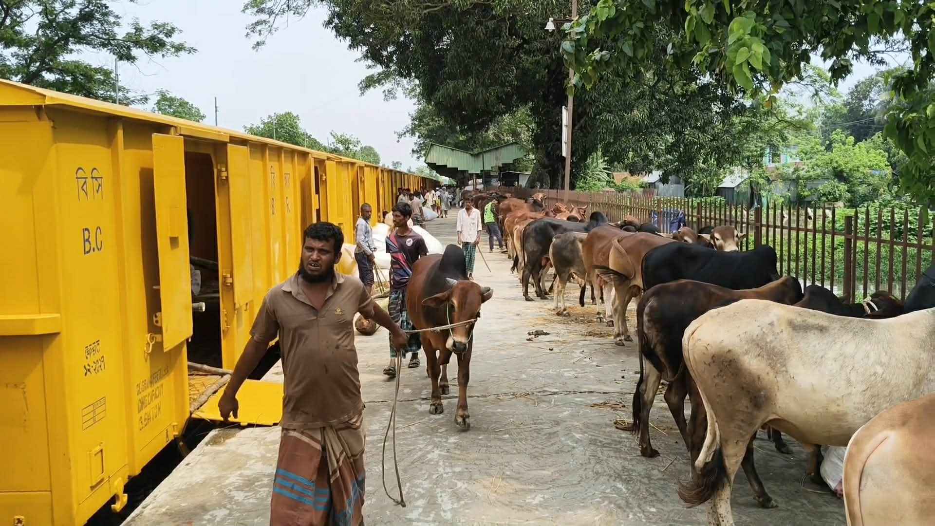 গরু নিয়ে জামালপুর থেকে রাজধানীতে যাচ্ছে ক্যাটল স্পেশাল ট্রেন