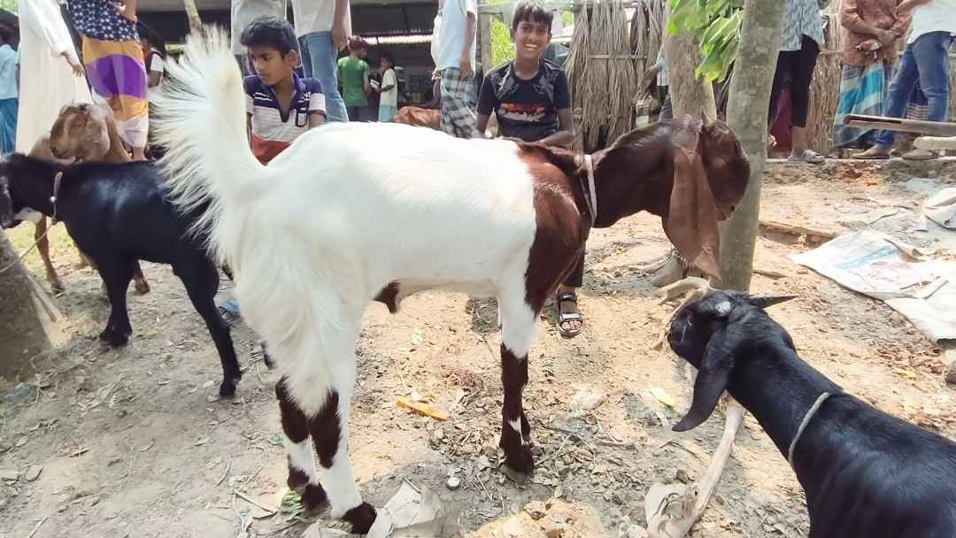 পিরোজপুর পশুর হাটে নজর কাড়ছে ৩২ কেজির ‘লালু’