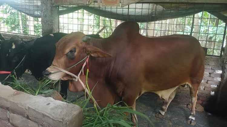 বরিশালে চাহিদার তুলনায় বেশি কোরবানির পশু