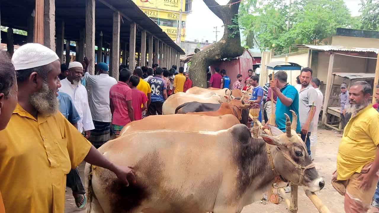 রংপুরে জমে উঠছে পশুর হাট, হাসিল বেশি নেওয়ার অভিযোগ