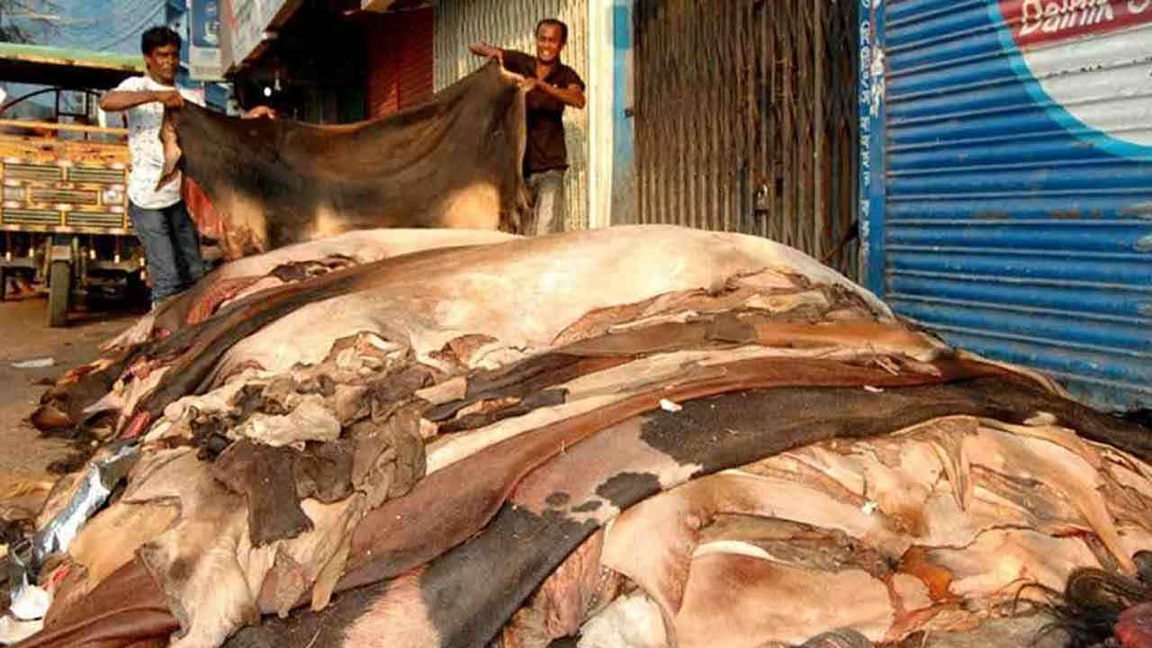 ‘চামড়া সংগ্রহ ও আনতে খরচ ৬০০, বিক্রি করেছি ৬৫০ টাকায়’