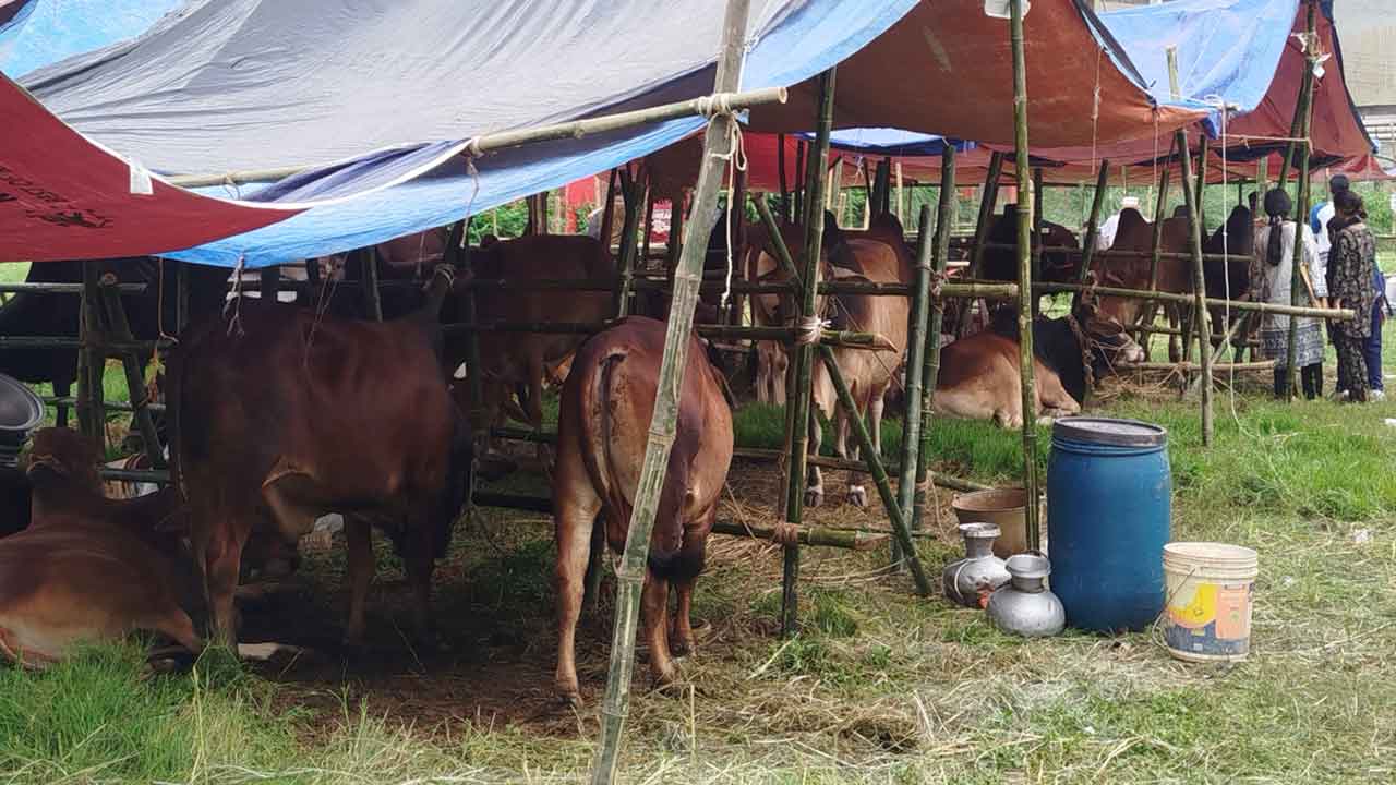 Cow2
