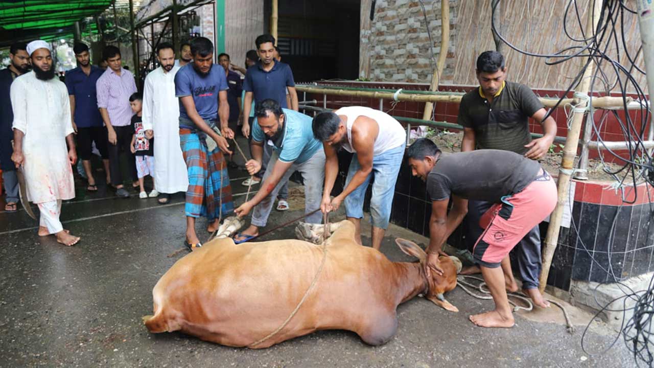 Cow3