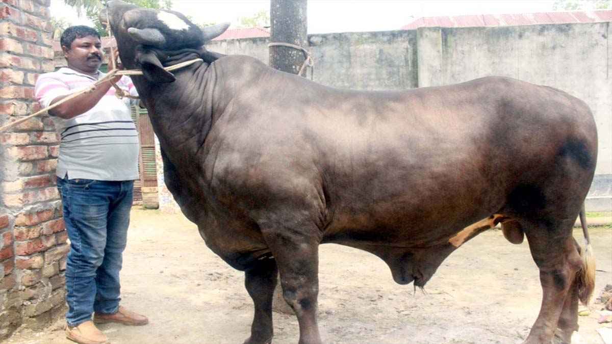 রাজকীয় গড়নে নজর কেড়েছে ‘দিনাজপুরের সম্রাট’, দাম ১২ লাখ
