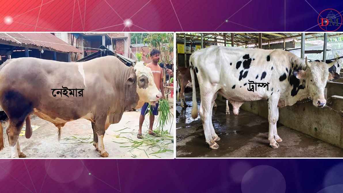 Cow