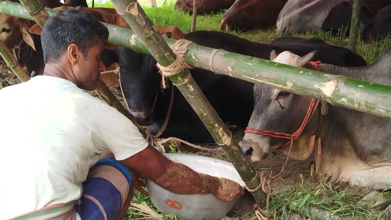 হাজারীবাগ হাটে উঠেছে কোরবানির পশু, বিক্রির আশায় বেপারীরা