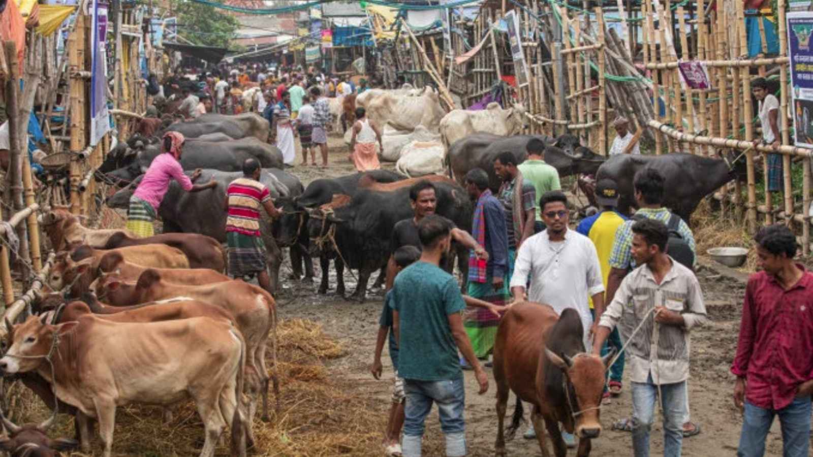Cow bazar dhakamail news