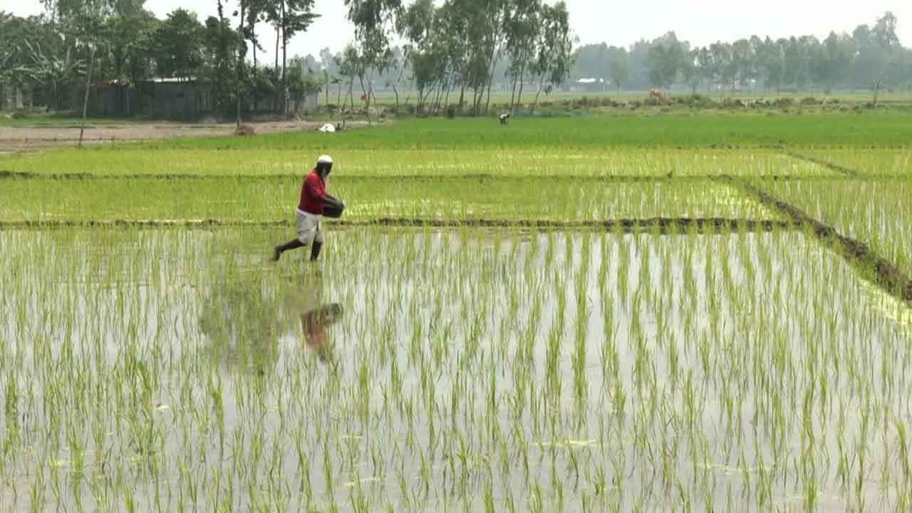 অতিরিক্ত রাসায়নিক সার-কীটনাশকে প্রাণ হারাচ্ছে কৃষিজমি