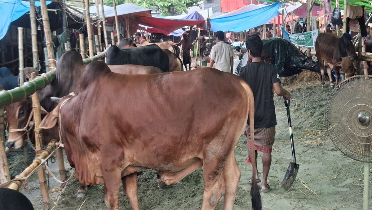Dhaka-2