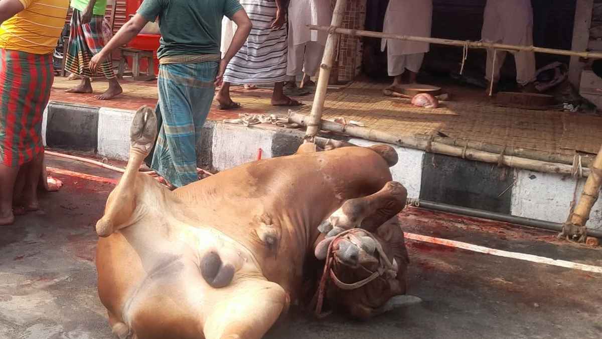 নামাজ শেষে মহল্লায় মহল্লায় চলছে পশু কোরবানি