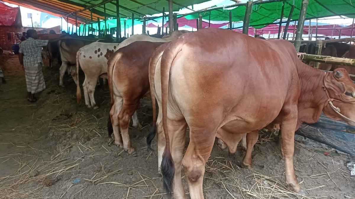 গরুর চড়া দামের অভিযোগ ক্রেতাদের, খরচ বেশি বলছেন বেপারীরা