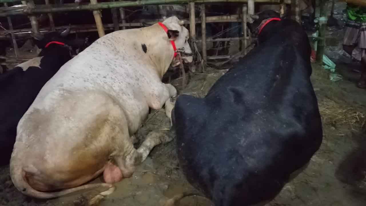 শাহজাহানপুর হাটে ‘কালোপাহাড়’ ও ‘সাদাপাহাড়’, দাম হাকাচ্ছে ৩৩ লাখ