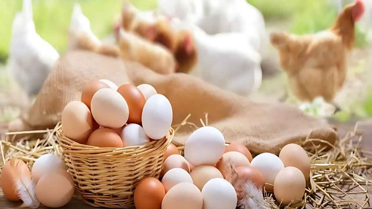 Egg