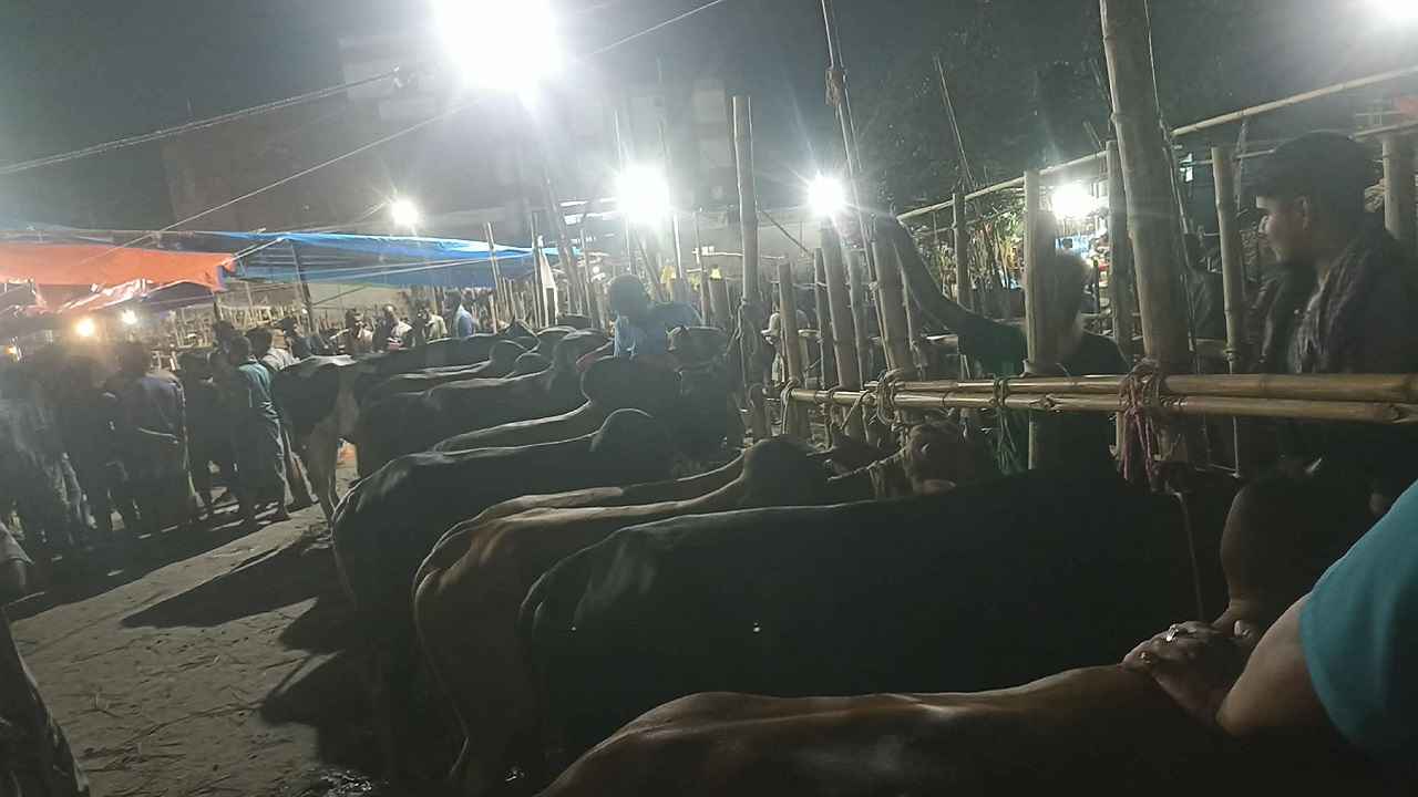 গাবতলী হাটে দেড় লাখের গরু ১ লাখ! দুশ্চিন্তায় বেপারীরা