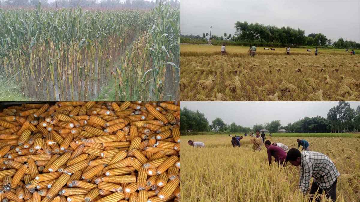 ঝড়-বৃষ্টিতে ঋণের বোঝা বাড়ছে কৃষকের