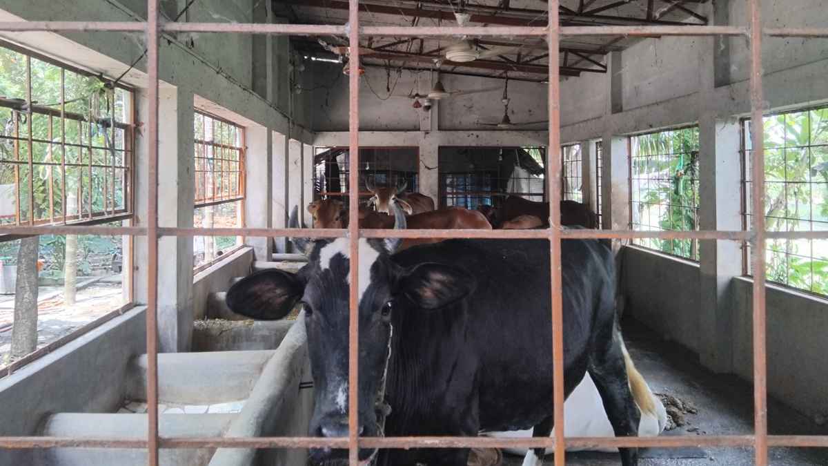 খুলনায় নেই পশুর সংকট, দাম নিয়ে শঙ্কা