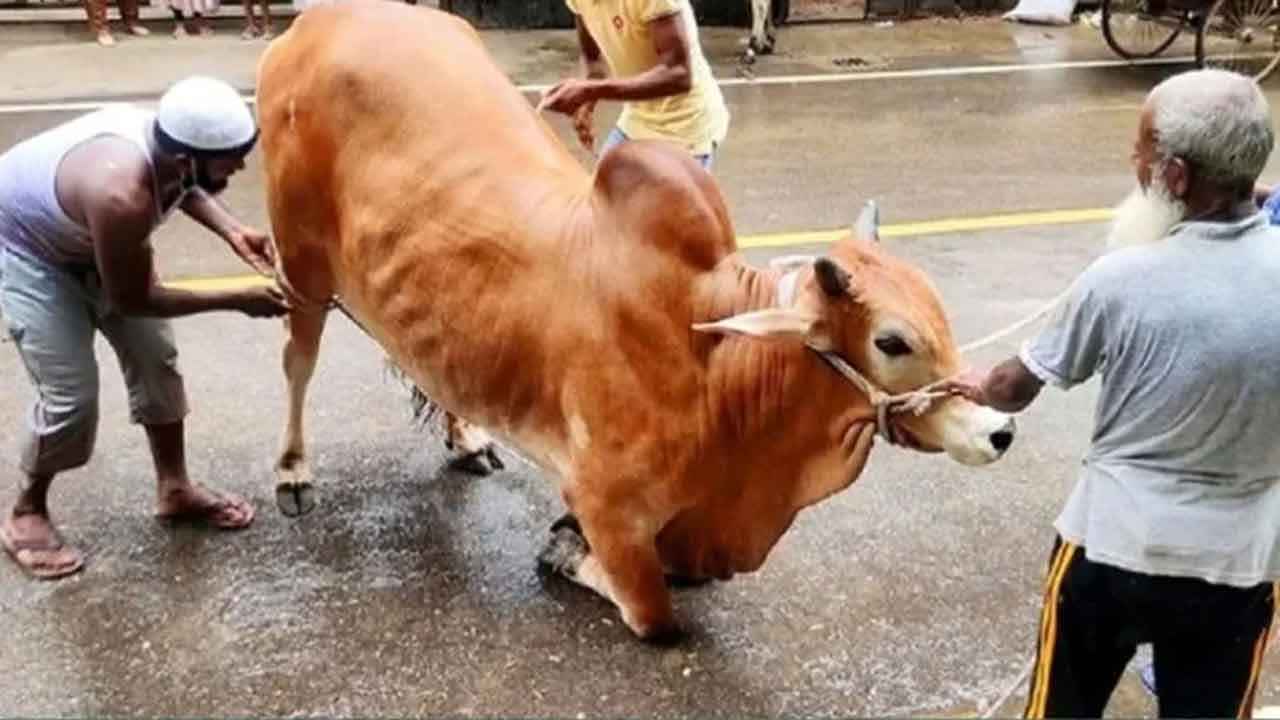 কোরবানির জন্য ঢাকা দক্ষিণের ৩৫৭ স্থান নির্ধারণ