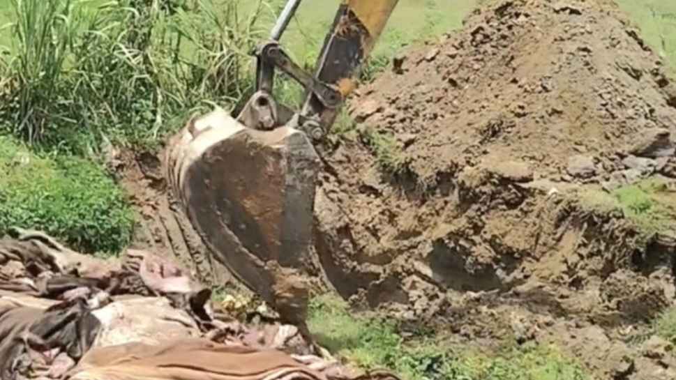 কুমিল্লায় পশুর চামড়ার ন্যায্য দাম না পেয়ে মাটিতে পুঁতে অভিনব প্রতিবাদ