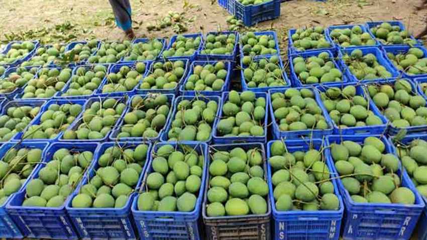 যেভাবে বাজার দখল করল সাতক্ষীরার আম