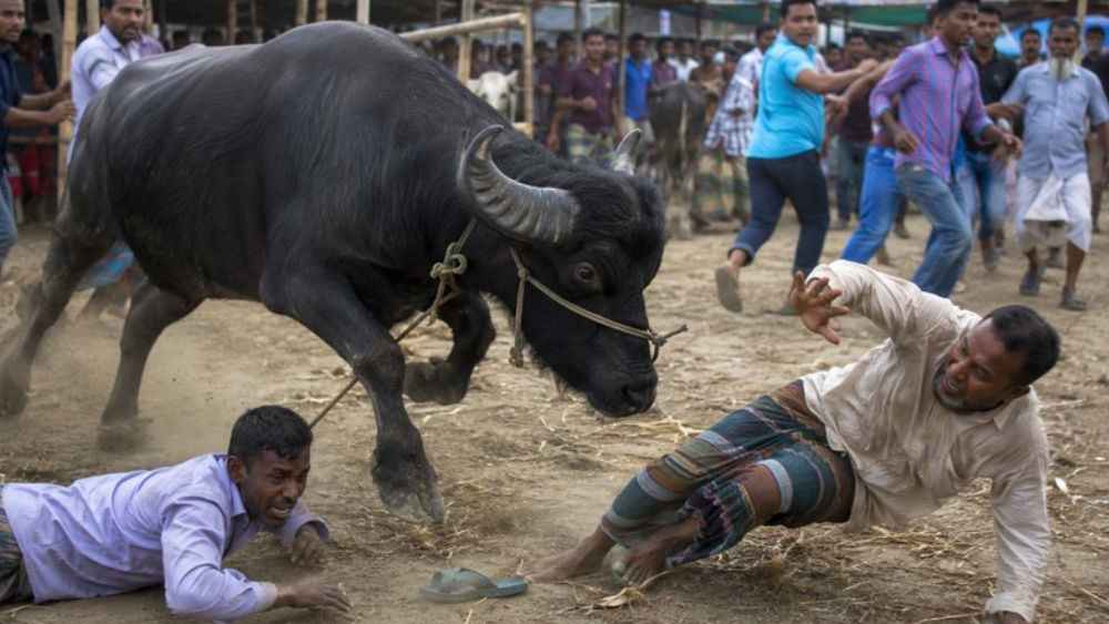 জামালপুরে কোরবানি পশুর হাটে মহিষের গুঁতায় নিহত ২