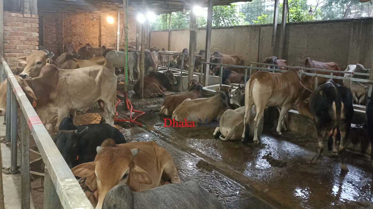 Qurbani4