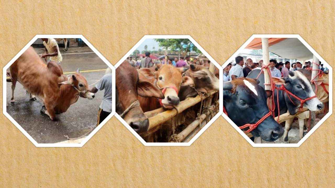 Cow