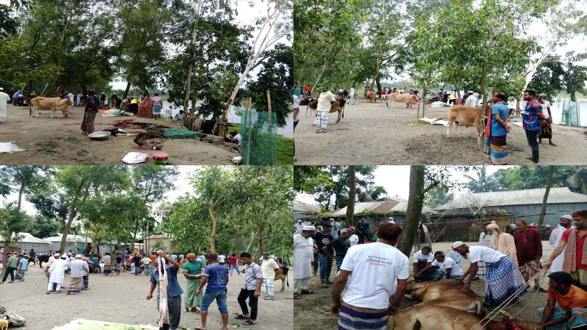 চেঁচিয়াবাধা গ্রামের কোরবানি যেন এক মহাকাব্য​