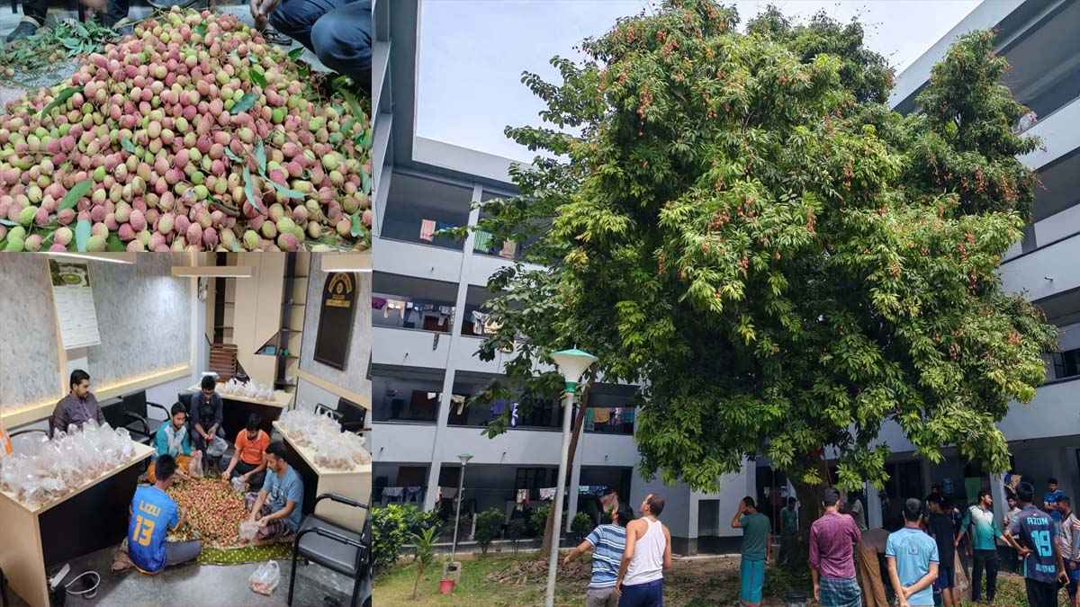 রাবির আবাসিক হলের গাছের লিচু পেড়ে সব রুমে পৌঁছে দিলেন হল সংসদ নেতারা