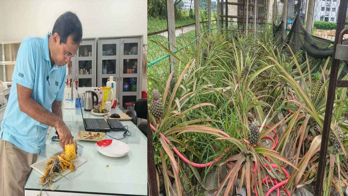 রাবিতে মিষ্টি জাতের (হানি কুইন) আনারস চাষে সফলতা