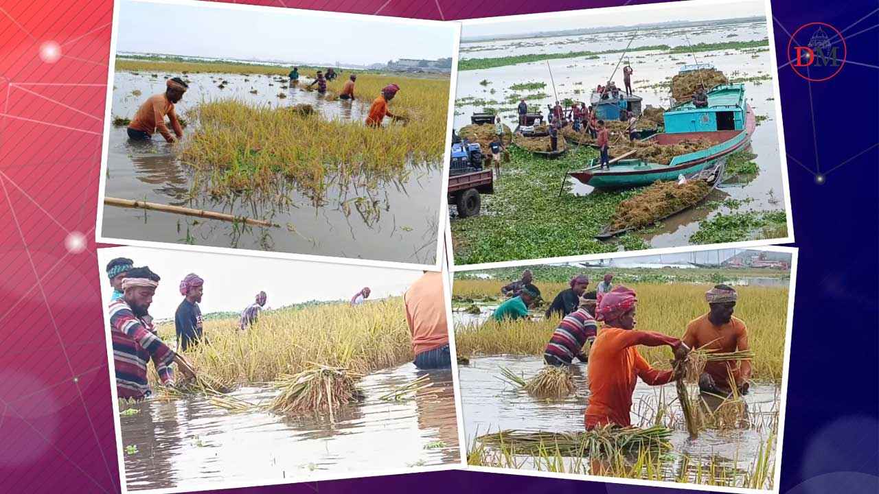 PADDY NEWS DHAKAMAIL