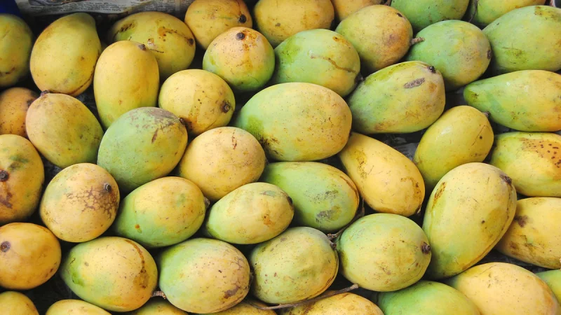 Sathkhira_mango