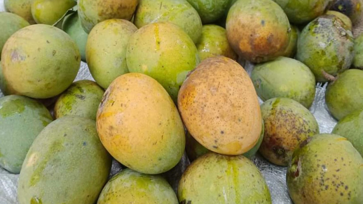 Satkhira-mangoes