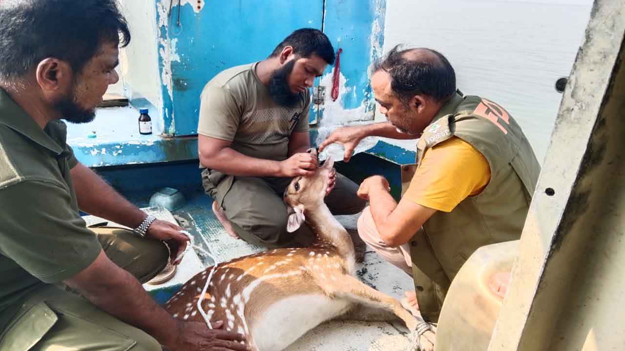 শিকারীদের কবল থেকে উদ্ধার দুই হরিণ সুন্দরবনে অবমুক্ত