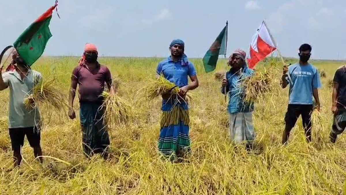 জাজিরায় ধান কাটল ছাত্রলীগ, শনাক্তে মাঠে নেমেছে পুলিশ